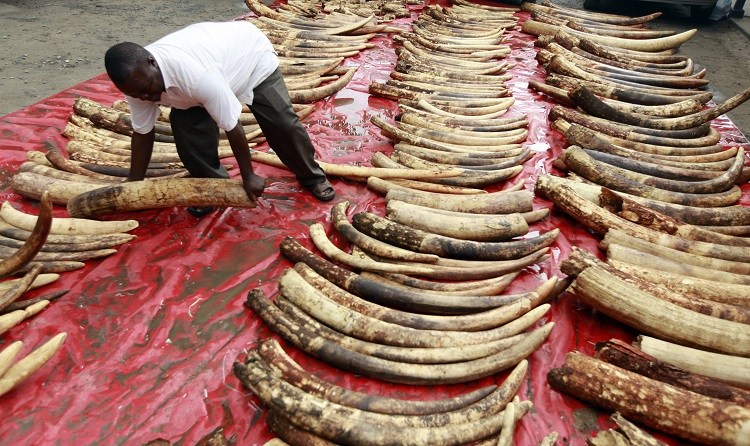 Elephant poaching and ivory trade Elephant poaching and ivory trade